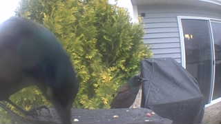 common grackle