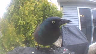common grackle