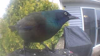 common grackle