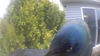 common grackle
