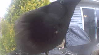 american crow