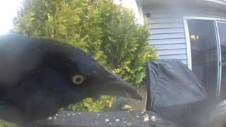 common grackle