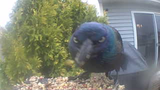 common grackle