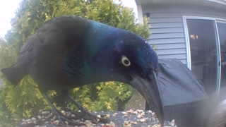 common grackle