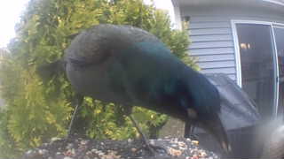 common grackle