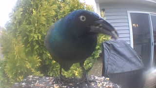 common grackle