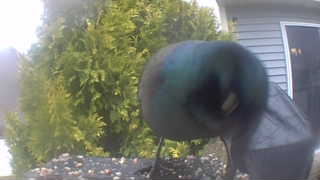 common grackle
