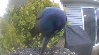 common grackle
