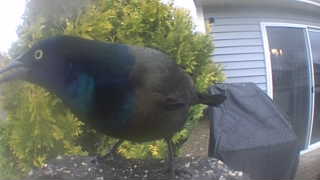 common grackle