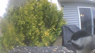 black-capped chickadee