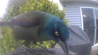 common grackle