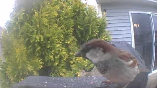 house sparrow