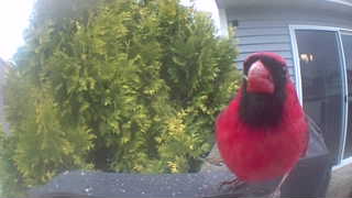 northern cardinal