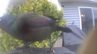 common grackle