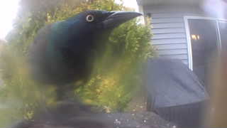 common grackle