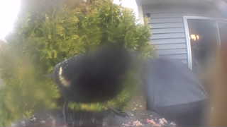 red-winged blackbird