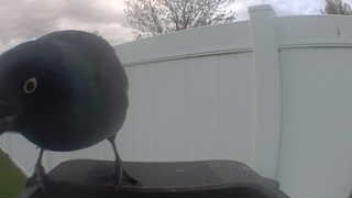 common grackle