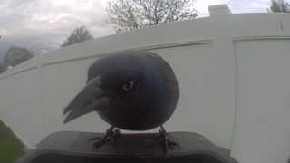 common grackle