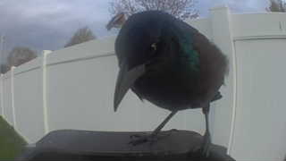 common grackle