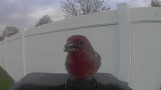 house finch