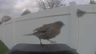 brown-headed cowbird