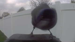 common grackle