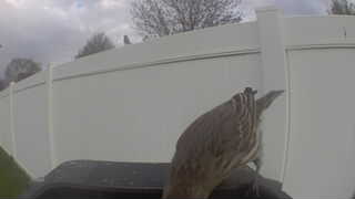 song sparrow