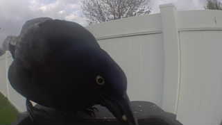 common grackle