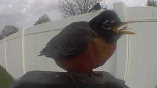 american robin