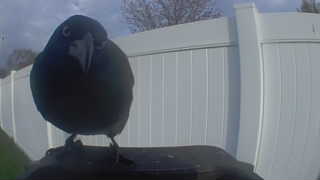 american crow