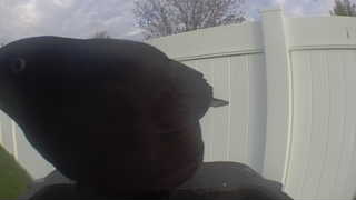 rock pigeon