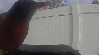 american robin