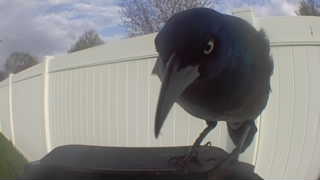 common grackle