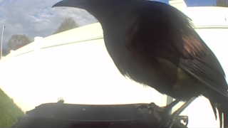 common grackle