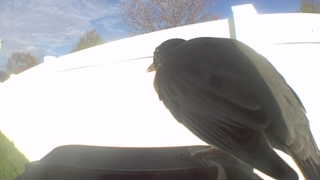 rock pigeon