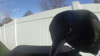 common grackle