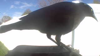 american crow