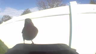 american robin