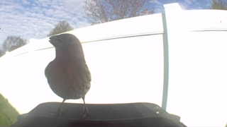 house sparrow