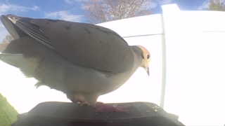 mourning dove