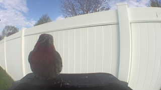 american robin