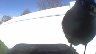 american crow