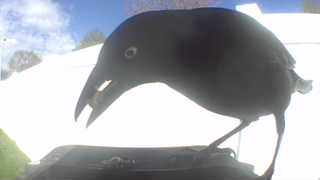 common grackle