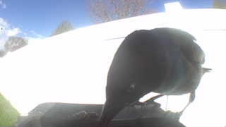 american crow