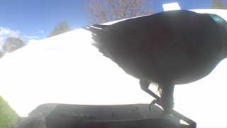common grackle
