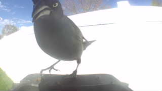 common grackle
