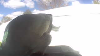 rock pigeon