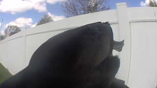 american crow