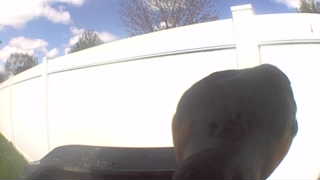 unknown bird species