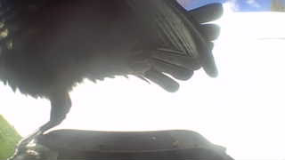 american crow